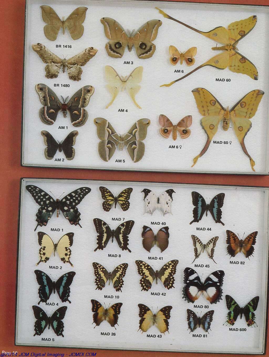 The Butterfly Company (NY) 20 page catalog 1978